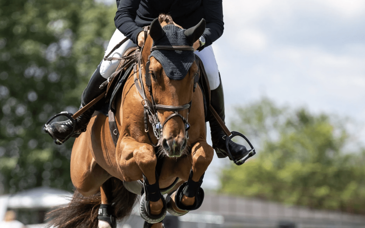 What to Know Before Hauling to Your First Horse Show