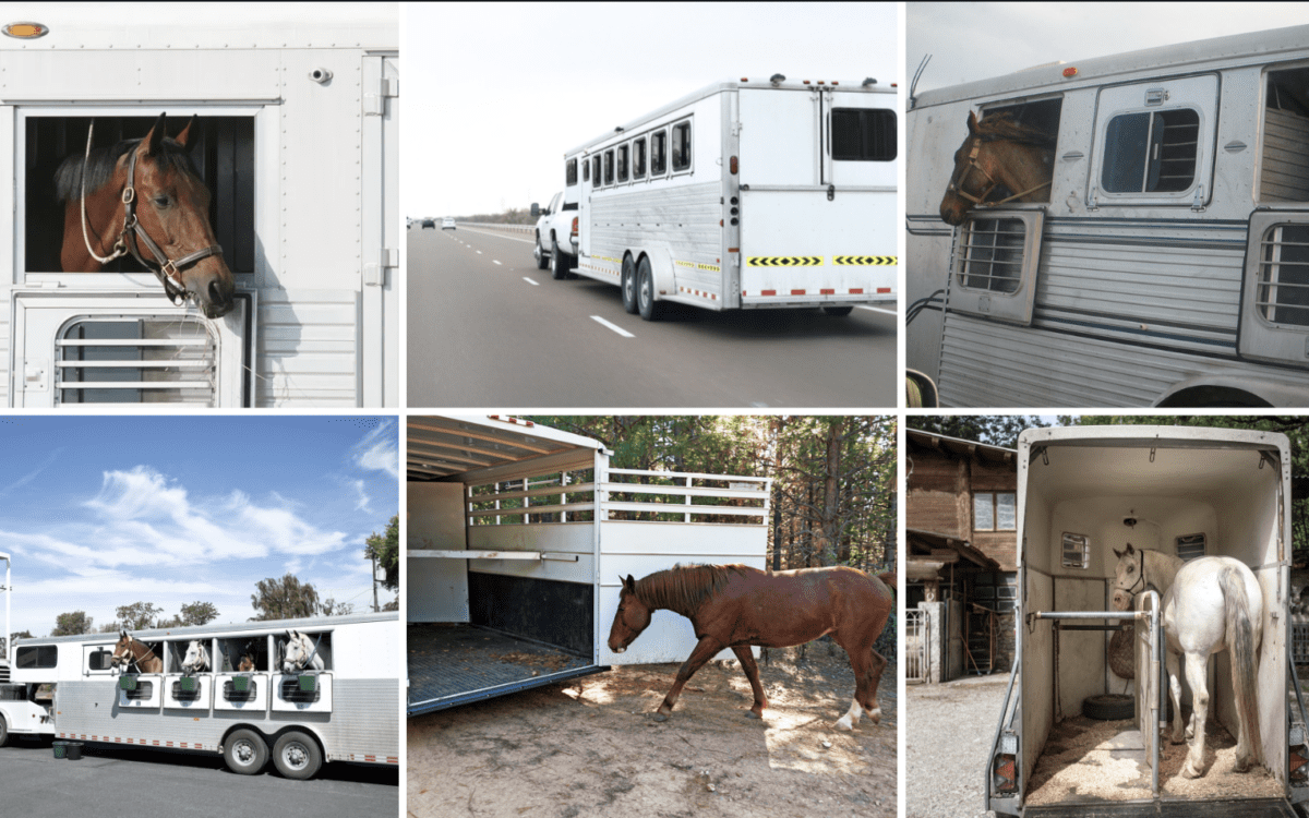 Why Access to the Right Trailer Matters for Horse Owners