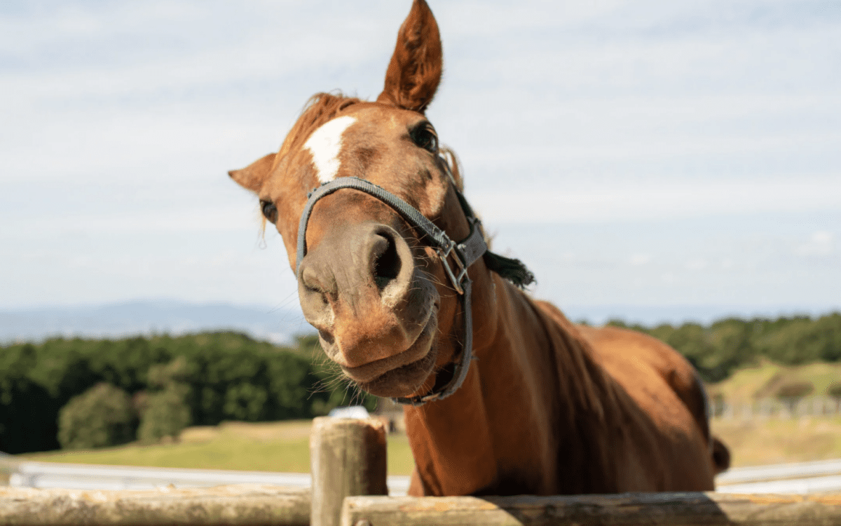 preparing your horse to be hauled