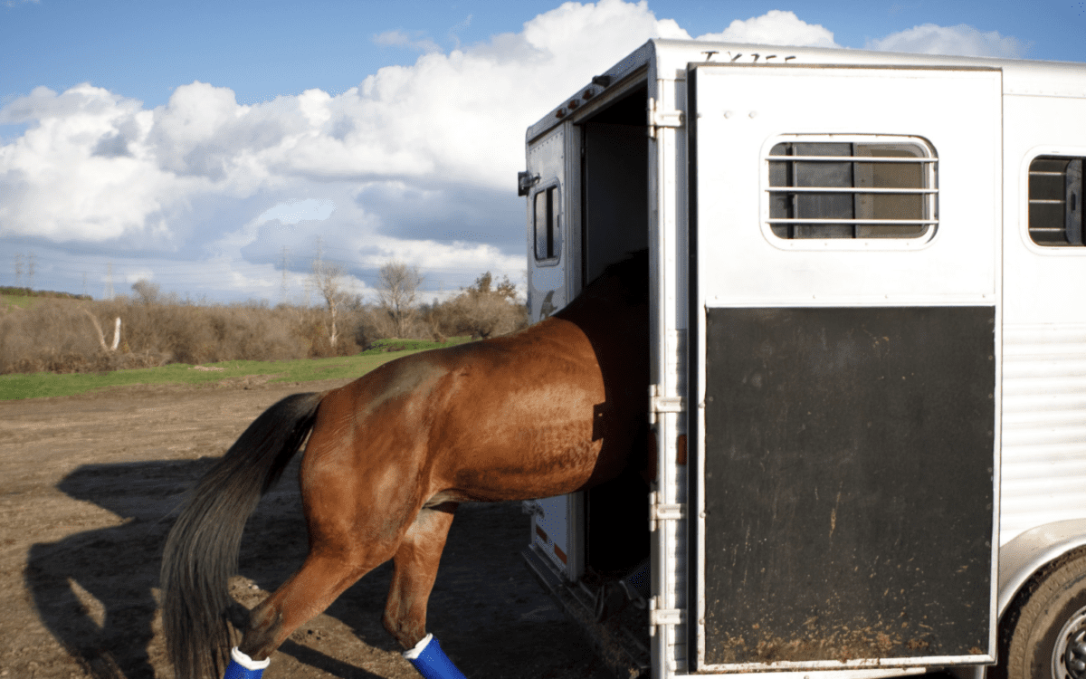 Tips for Hauling Horses in Hot Weather